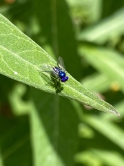 Condylostylus mundus