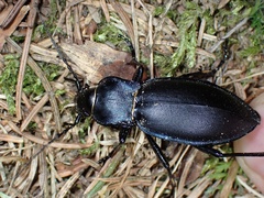 Carabus violaceus