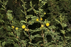 Vachellia constricta