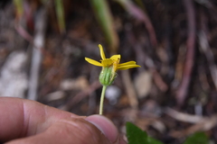 Arnica latifolia