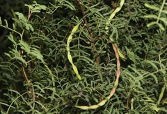 Vachellia constricta