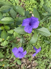 Ruellia occidentalis