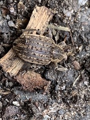 Brachypera zoilus