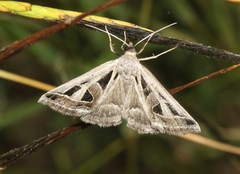 Callistege diagonalis