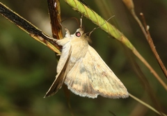 Heliocheilus paradoxus
