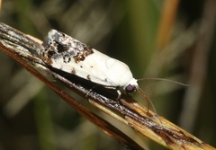 Ponometia phecolisca