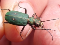 Cicindela campestris