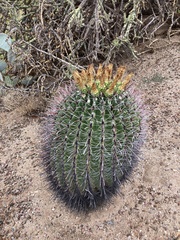 Ferocactus wislizeni