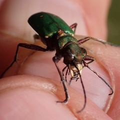Cicindela campestris