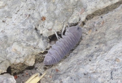 Venezillo arizonicus