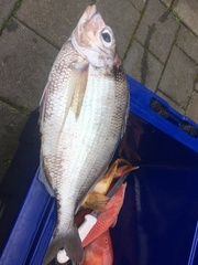 Nemadactylus macropterus