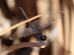 Diplacodes lefebvrii