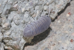 Venezillo arizonicus