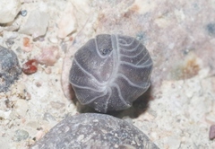 Venezillo arizonicus