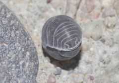 Venezillo arizonicus