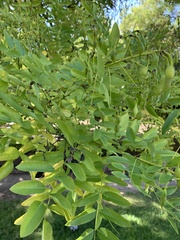 Styphnolobium