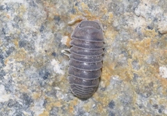 Venezillo arizonicus