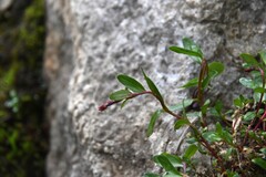 Epilobium anagallidifolium