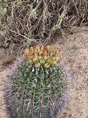 Ferocactus wislizeni