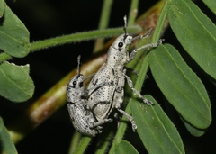Ericydeus lautus