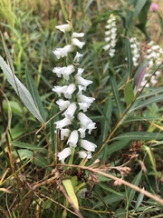 Spiranthes cernua