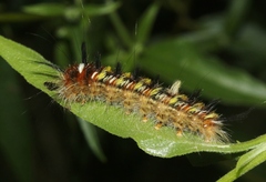 Apatelodes pudefacta