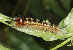 Apatelodes pudefacta