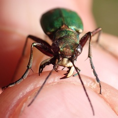 Cicindela campestris