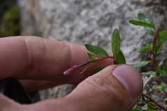 Epilobium anagallidifolium