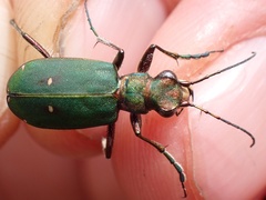 Cicindela campestris