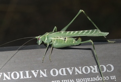 Insara elegans