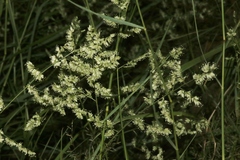 Eragrostis echinochloidea