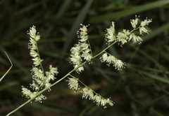 Eragrostis echinochloidea
