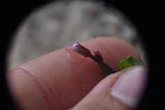 Epilobium anagallidifolium