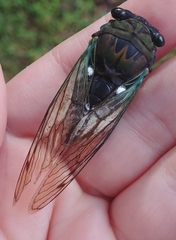 Neotibicen tibicen australis