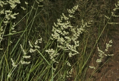 Eragrostis echinochloidea