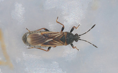 Ischnodemus sabuleti
