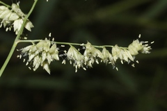Eragrostis echinochloidea