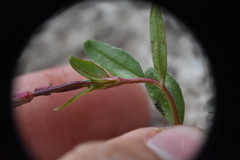 Epilobium anagallidifolium