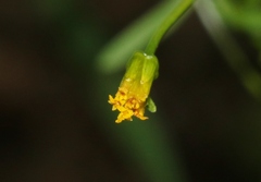 Bidens heterosperma