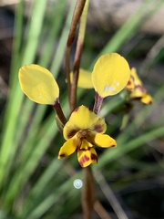 Diuris maculata