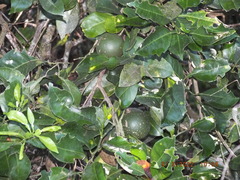 Citrus