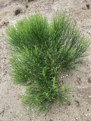 Baccharis sarothroides