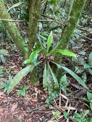 Asplenium serratum