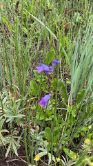 Penstemon strictus