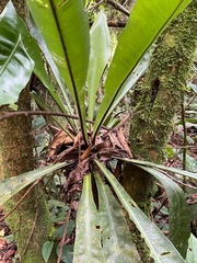 Asplenium serratum