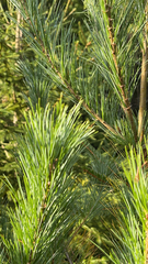 Pinus strobus