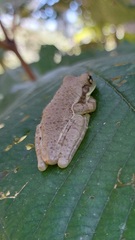 Trachycephalus typhonius
