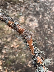 Byssomerulius corium