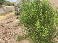 Baccharis sarothroides